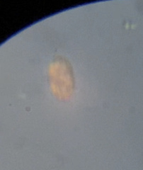 Colepidae
