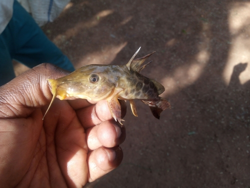 Giraffe catfish (Auchenoglanis occidentalis) — Claroteidae — 2
