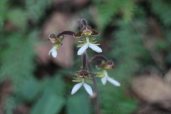 Anoectochilus formosanus