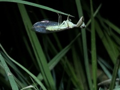 Mantispidae