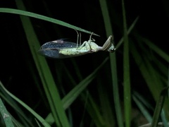 Mantispidae