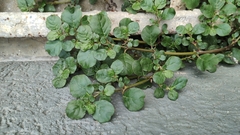 Evolvulus nummularius