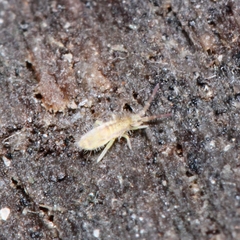 Entomobryinae