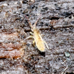 Entomobryinae