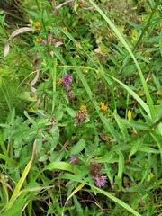 Centaurea phrygia pseudophrygia