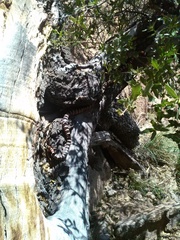 Lampropeltis pyromelana