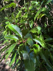 Hydrangea integrifolia