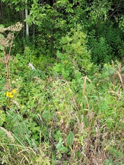 Centaurea phrygia pseudophrygia
