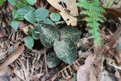 Anoectochilus formosanus