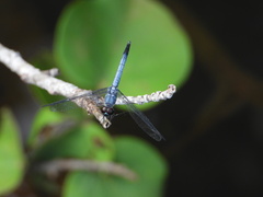 Brachydiplax sobrina
