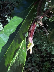 Hydrangea integrifolia
