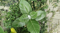 Calotropis gigantea