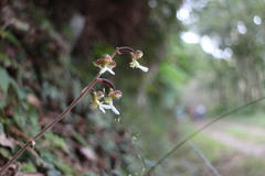 Anoectochilus formosanus