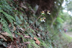 Anoectochilus formosanus