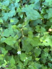 Persicaria biconvexa