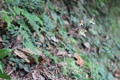 Anoectochilus formosanus