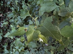Persicaria biconvexa