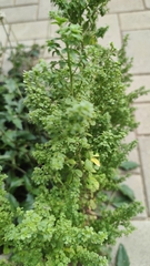 Acalypha indica