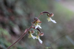 Anoectochilus formosanus