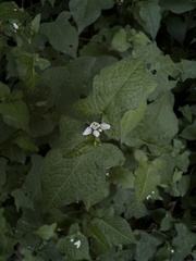Persicaria biconvexa