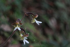 Anoectochilus formosanus