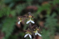 Anoectochilus formosanus