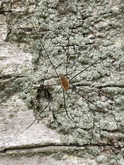 Phalangioidea