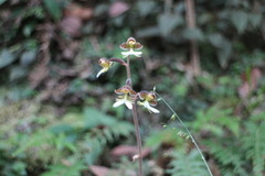 Anoectochilus formosanus