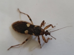Varus flavoannulatus