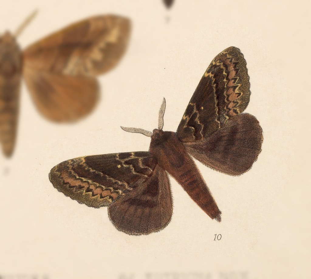 Caloecia denda