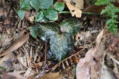 Anoectochilus formosanus