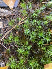 Polytrichum commune