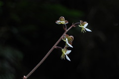 Anoectochilus formosanus