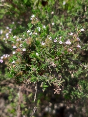 Menthinae