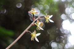 Anoectochilus formosanus