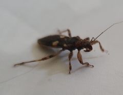 Varus flavoannulatus