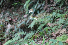 Anoectochilus formosanus