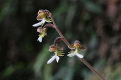 Anoectochilus formosanus