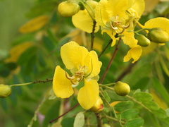 Senna auriculata