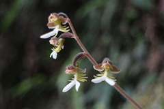 Anoectochilus formosanus