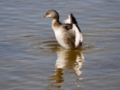 Poliocephalus poliocephalus