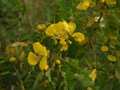Senna auriculata