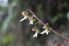 Anoectochilus formosanus