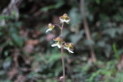 Anoectochilus formosanus