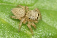 Carrhotus