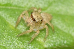 Carrhotus