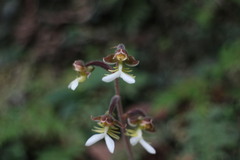 Anoectochilus formosanus