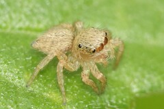 Carrhotus