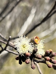 Eucalyptus stricta