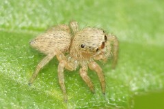 Carrhotus